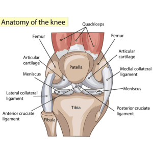 Physical Therapy Parsippany, NJ | Sports Rehabilitation for ACL Injuries: What You Need to Know Anatomy of the Knee